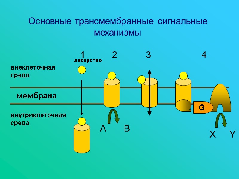 Основные трансмембранные сигнальные механизмы мембрана внеклеточная  среда внутриклеточная среда 1 2 3 4